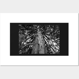 Black and White Photograph of a Redwood Tree Posters and Art